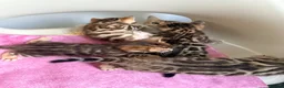 Bengal cats for sale: Beautiful Bengal Kittens – 1 Male & 3 Females 🐈😻 in London - Advert 6