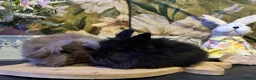 Mini Lion Lop rabbits for sale: Mini lion lop and lion head babies  - Advert 4