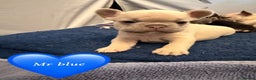 French Bulldog dogs for sale: Beautiful Pups – Looking for Their Forever Homes - Advert 26