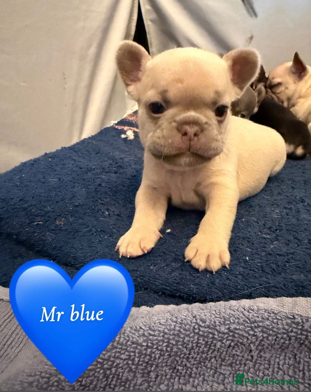 French Bulldog dogs for sale: Beautiful Pups – Looking for Their Forever Homes - Advert 26