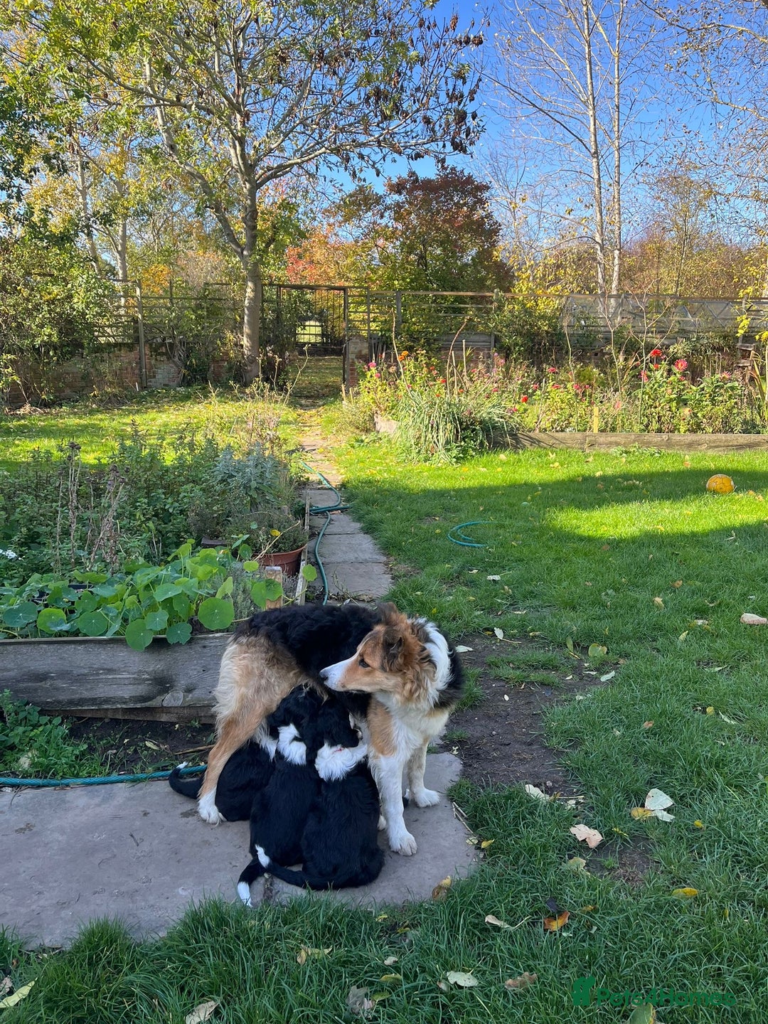 Sprollie dogs for sale: ALL PUPPIES ARE RESERVED - Advert 5