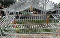 Budgerigars birds for sale: Male and Female budgies with Cage and Accessories - Image 2