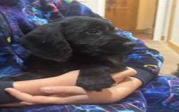 Mixed Breed dogs for sale: Stunning pups looking for new home  - Advert 7