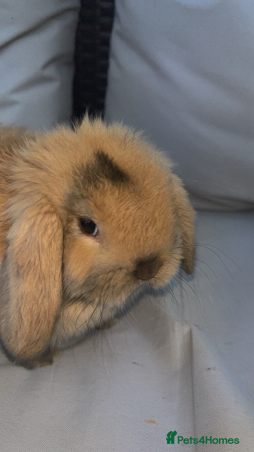 Mini Lop rabbits Beautiful mini lop bunny’s  - Advert 2