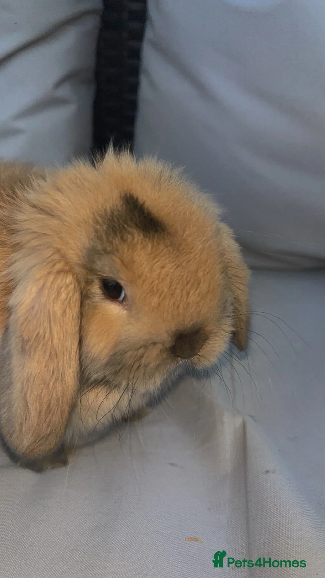Mini Lop rabbits for sale: Beautiful mini lop bunny’s  - Advert 1