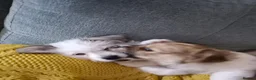 Mixed Breed dogs for sale: Two beautiful puppies ready for their forever home in Newport - Advert 5