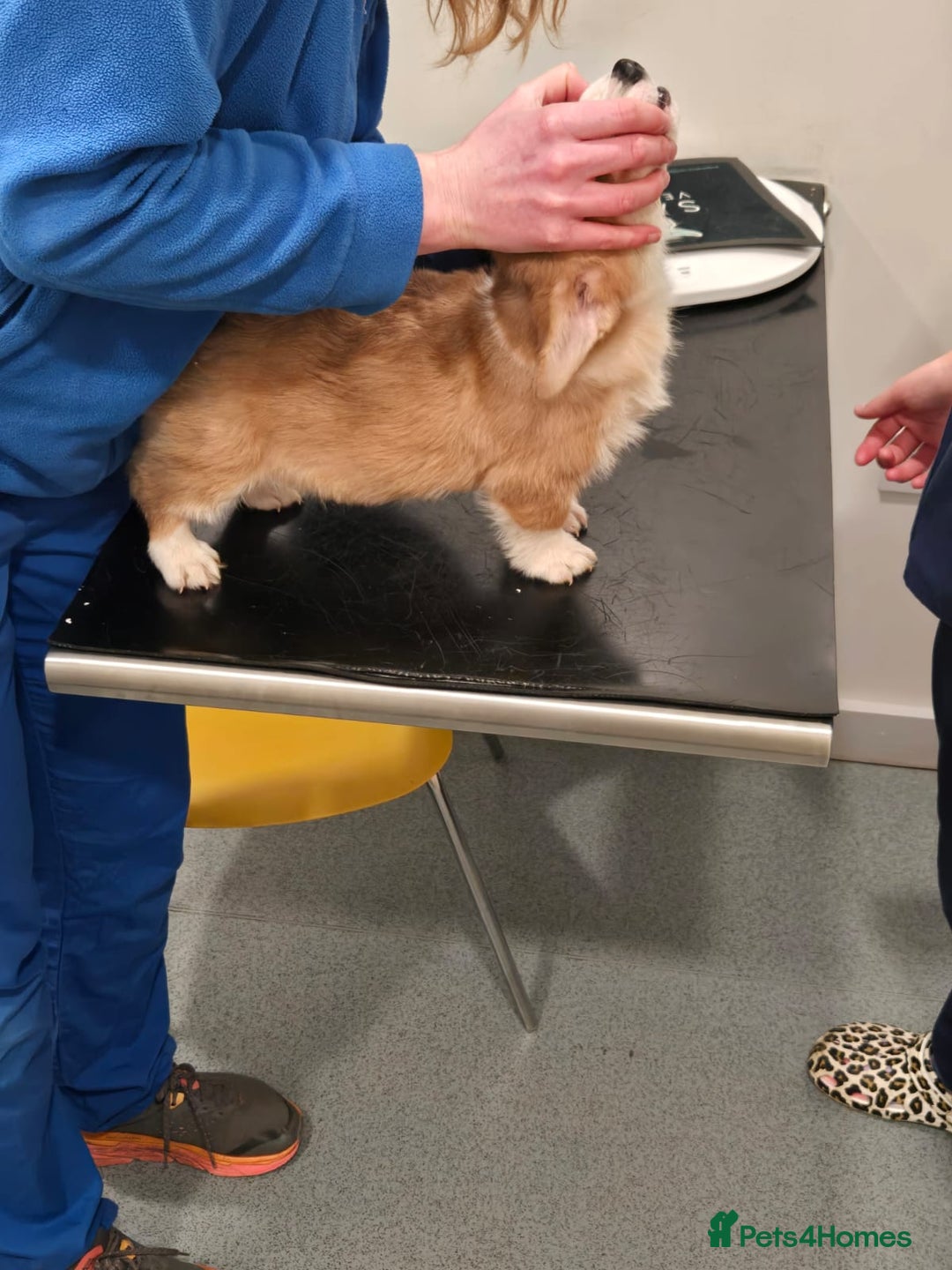 Welsh Corgi Pembroke dogs for sale: Pembroke Corgis boy - Advert 2