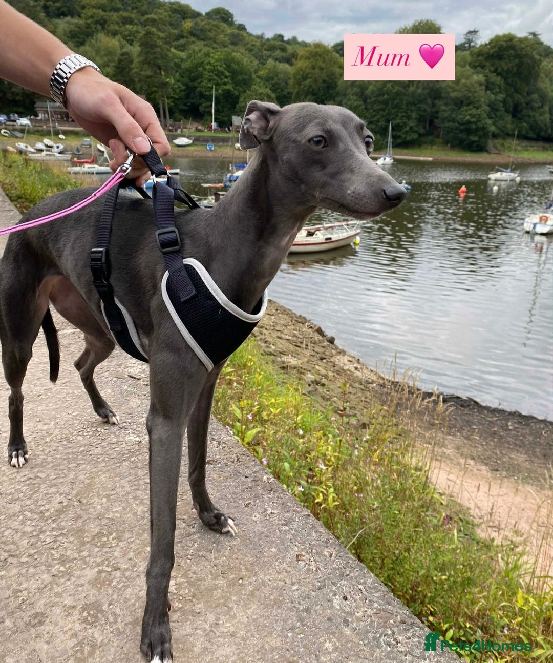 Whippet dogs for sale: 6 Stunning KC Pedigree Whippet Puppies - Image 21