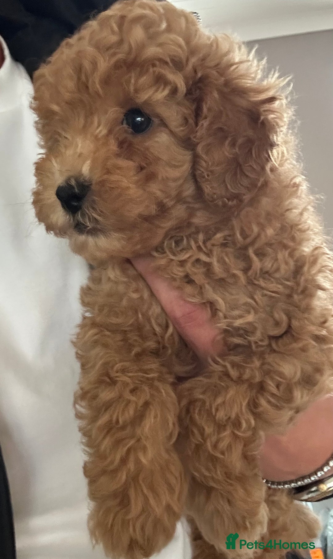 Toy Poodle dogs for sale: Gorgeous KC Toy Poodles  - Image 12