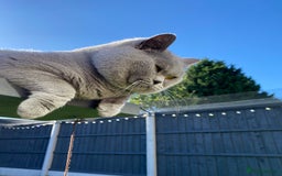 British Shorthair cats for stud: ⭐️ BIG BLUE STUD GCCF TICA EAST MIDLANDS  in Derby - Image 10