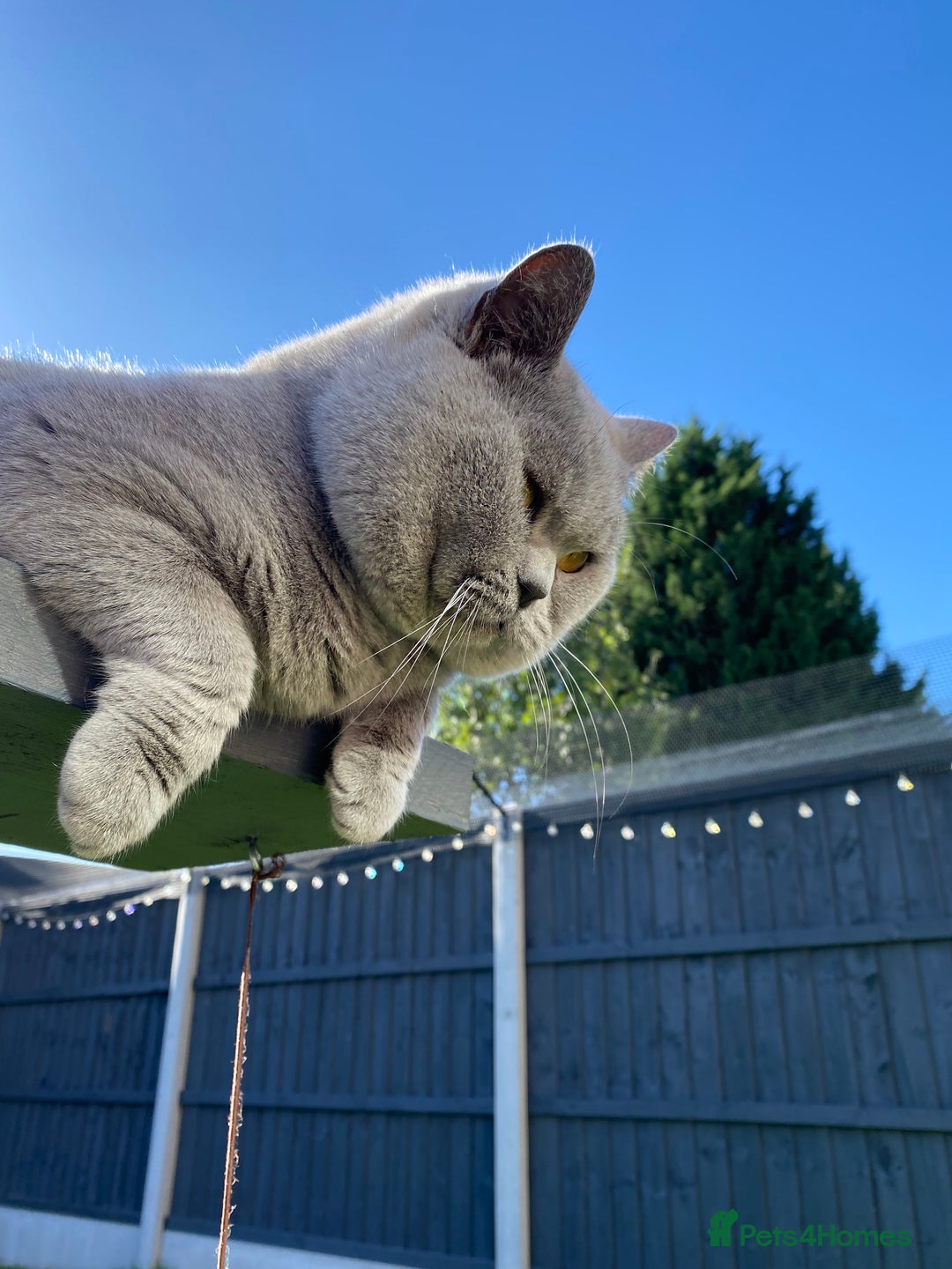 British Shorthair cats for stud: ⭐️ BIG BLUE STUD GCCF TICA EAST MIDLANDS  in Derby - Image 10
