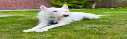 Ibizan Hound dogs for adoption: Babu - Stunning Spanish Podenco  - Advert 9