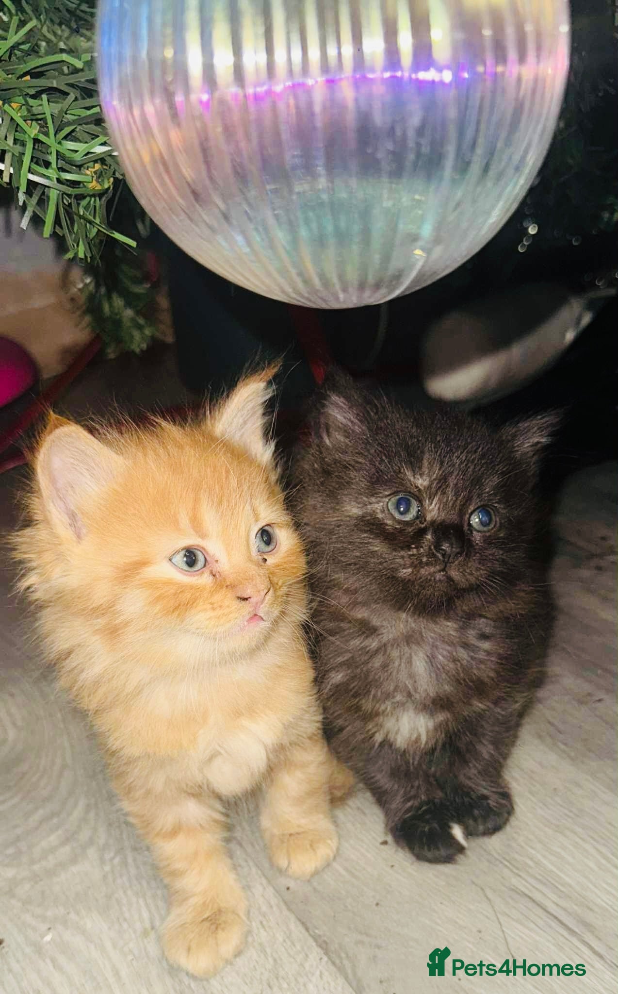 Maine Coon cats 5 half main coon  - Advert 2