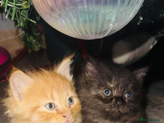 Maine Coon cats 5 half main coon - Advert 2