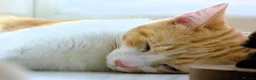 Mixed Breed cats for sale: Ginger White Male part Ragdoĺl in Lewes - Advert 5