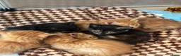 Mixed Breed cats for sale: 4 Ginger Boys, 2 Tortie cats  - Advert 12