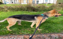 Mixed Breed dogs for adoption: Stunning Alfonz ready for love - Image 10