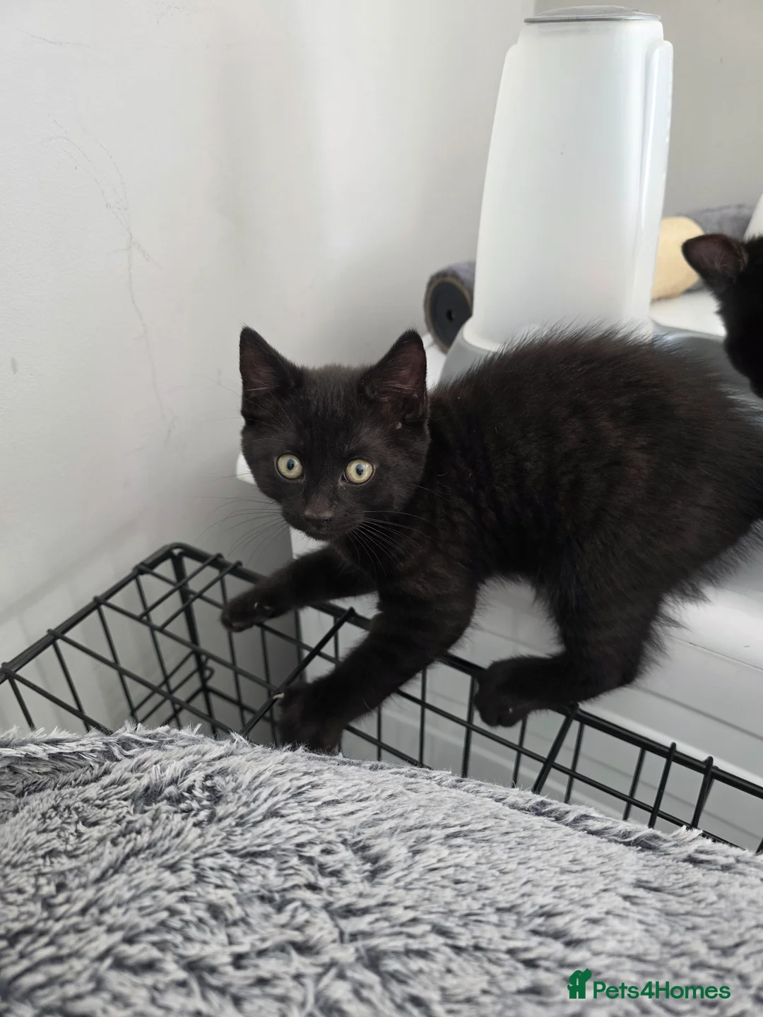 Mixed Breed cats for sale: Kittens black  in Cambridge - Advert 2
