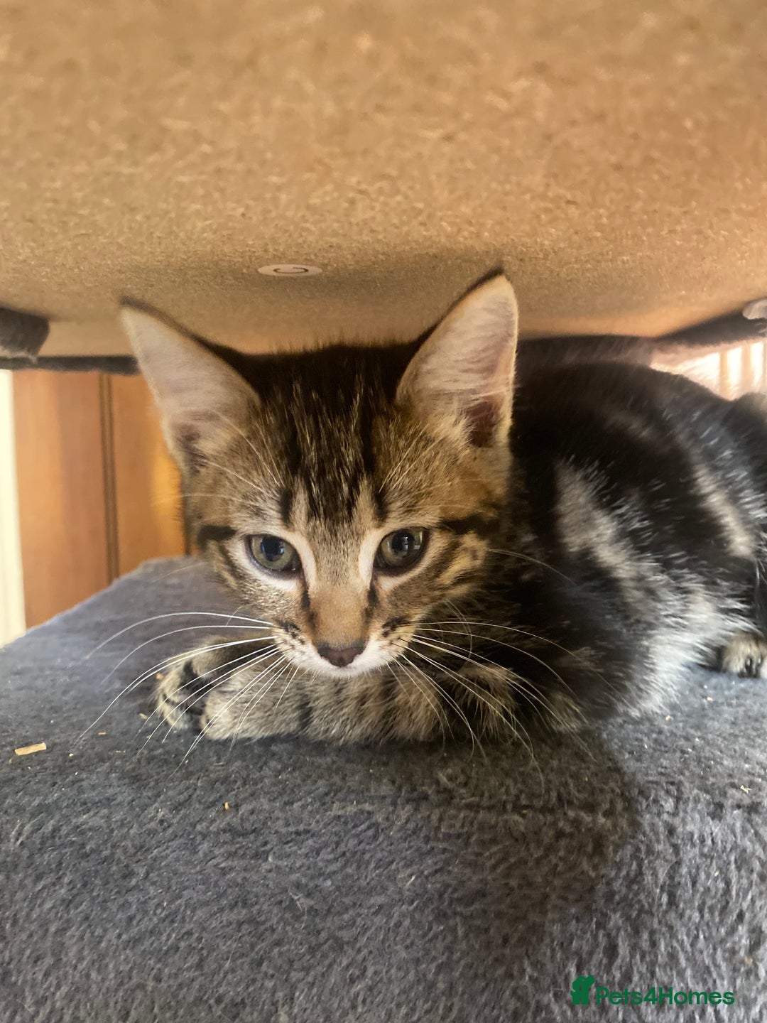 Mixed Breed cats for sale: Crazy Kitchen Kittens !  - Advert 6