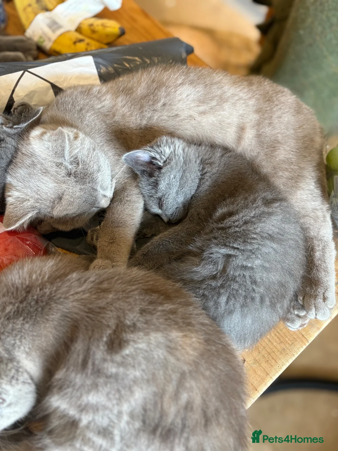 British Shorthair cats for sale: Toast and Bagel - British shorthair boys - Advert 2