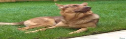 German Shepherd dogs for sale: Stunning German Shepherd  - Advert 3