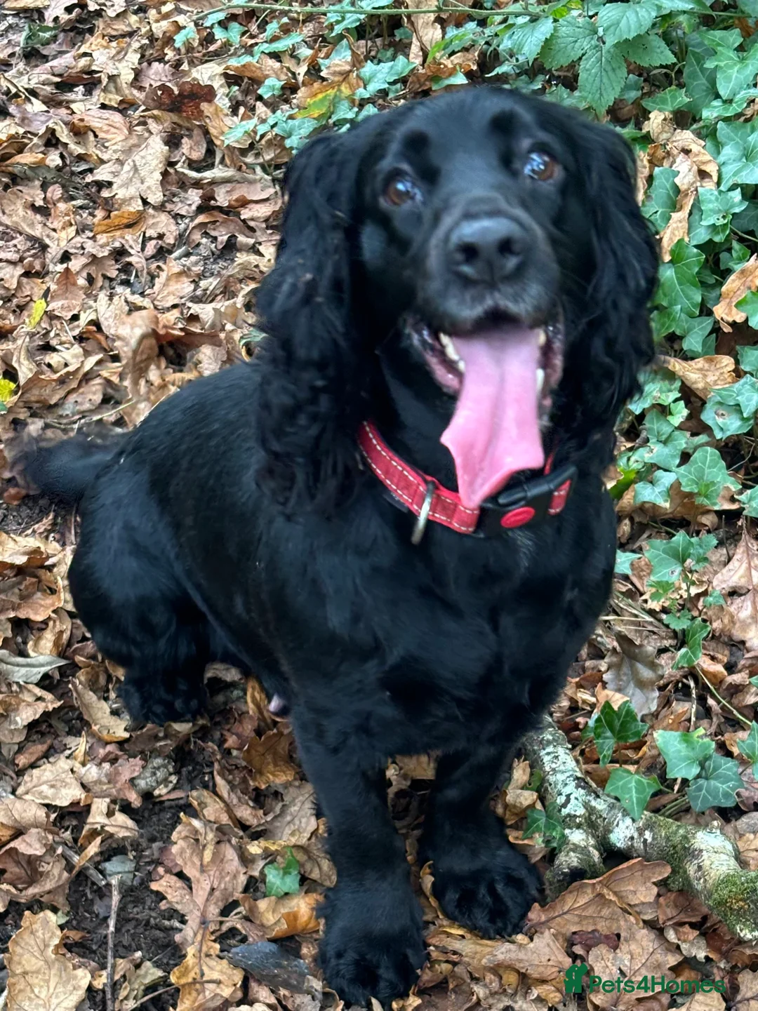 Cocker Spaniel dogs for sale: Cocker Spaniel Puppies  - Advert 22