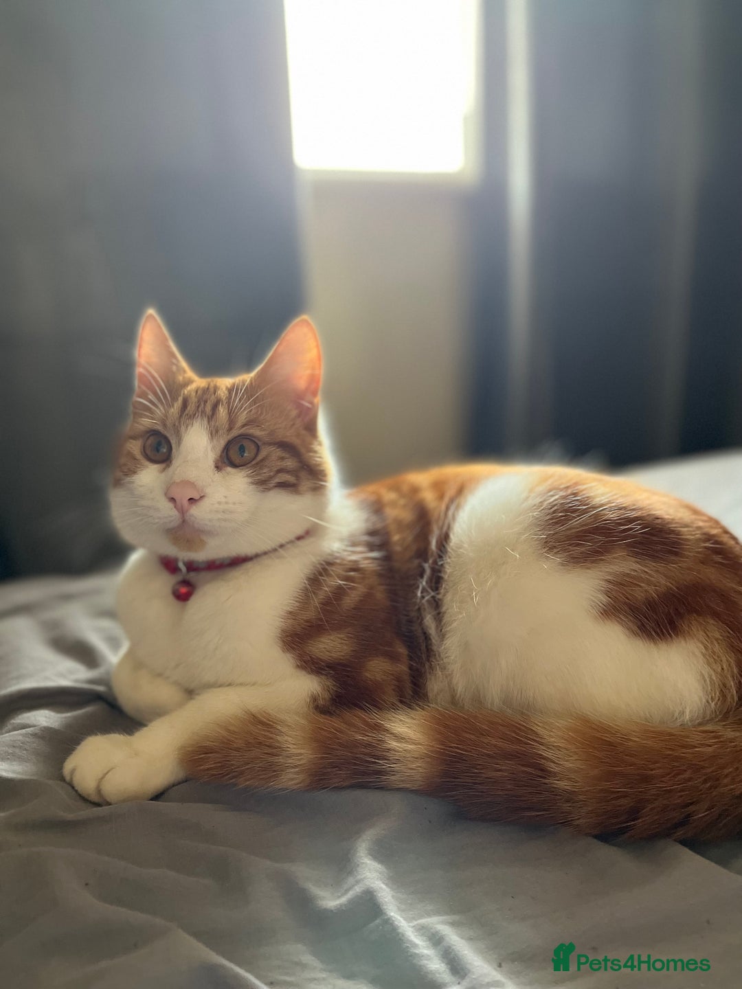 Domestic Shorthair cats for sale: Gorgeous Male Domestic Shorthair Tabby - Image 4