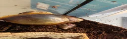 Snails invertebrates for sale: Giant African albino land snails  - Advert 9