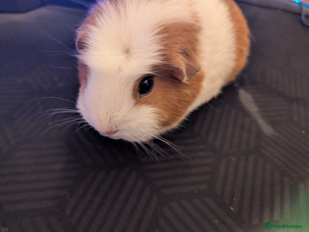Guinea Pig rodents for sale: Guinea pigs both male and female  - Advert 10