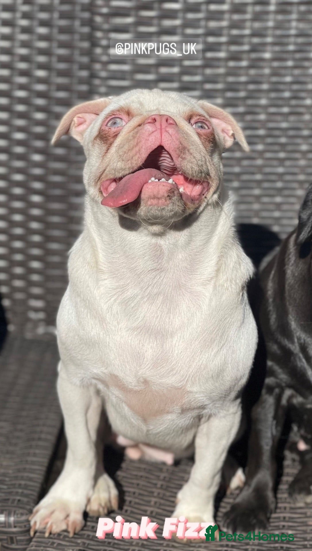 Pug dogs 4 Prestige KC reg Pink Pug Pups. Ready to leave.  - Advert 2