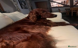 Irish Doodle dogs for sale: F1 Standard Irish-doodles Parents DNA Clear & Hips - Image 5