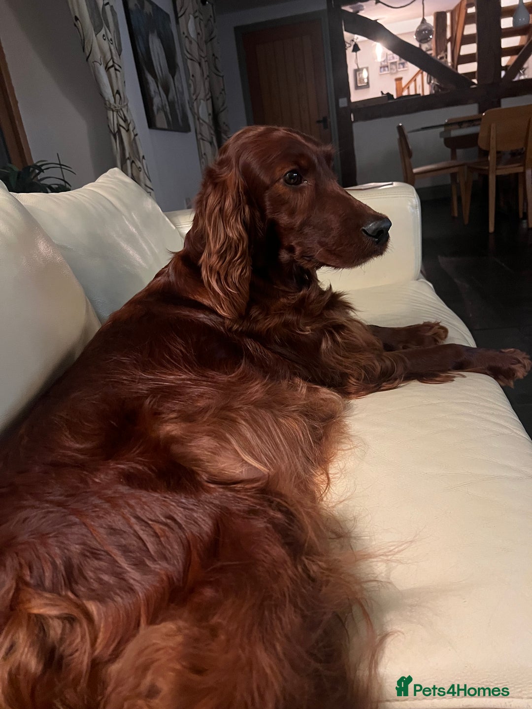 Irish Doodle dogs for sale: F1 Standard Irish-doodles Parents DNA Clear & Hips - Image 5