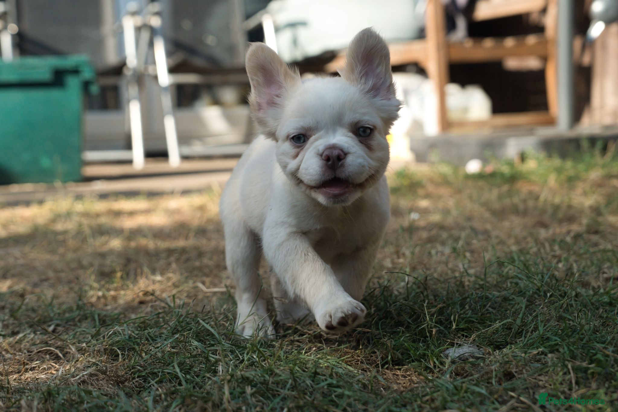 French Bulldog dogs HOME BRED FLUFFY FRENCHY•ISABELLA.KC&DNA CERT - Advert 1