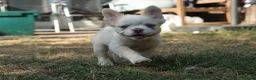 French Bulldog dogs for sale: HOME BRED FLUFFY FRENCHY•ISABELLA.KC&DNA CERT - Advert 1