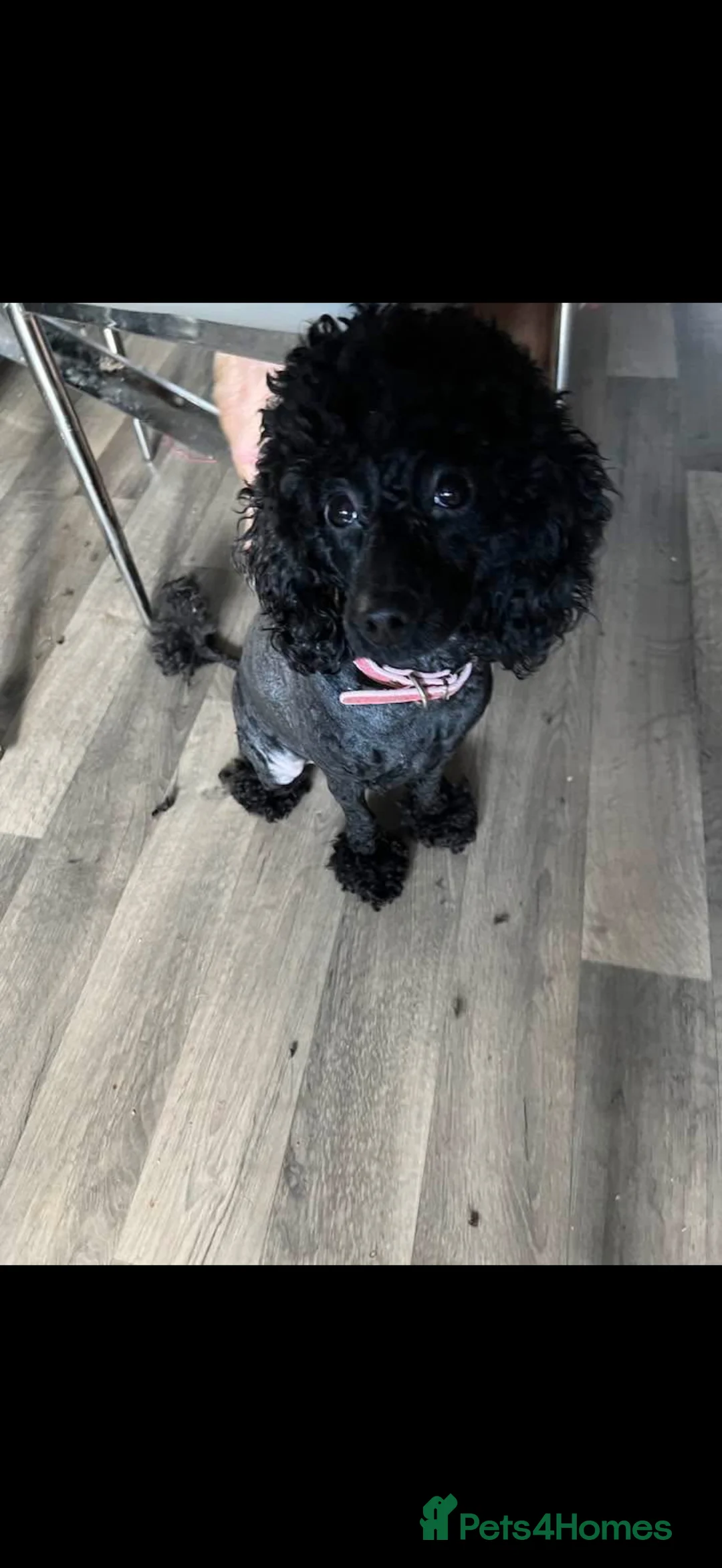 Miniature Poodle dogs for sale: Stunning Kc Poodle Girl 3 Month - Advert 2