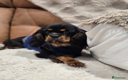 Cavalier King Charles Spaniel dogs for sale: KC Reg Female Cavalier  - Advert 10