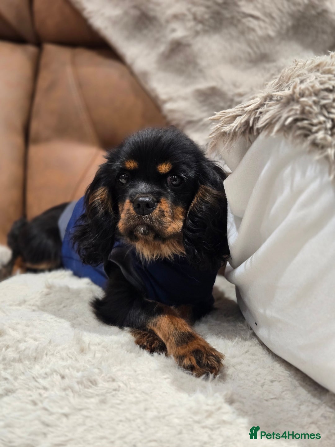Cavalier King Charles Spaniel dogs for sale: KC Reg Female Cavalier  - Advert 10