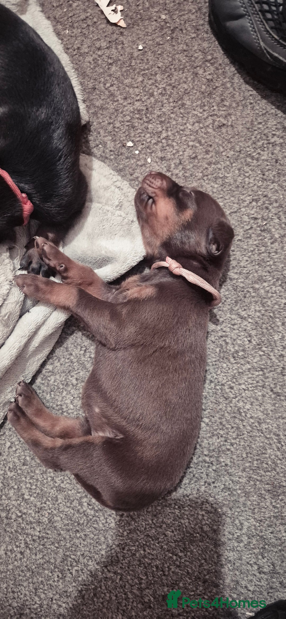 Dobermann dogs for sale: Dobermanns for Sale - Advert 23