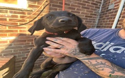 Labrador Retriever dogs for sale: Female black Labradors - Image 3