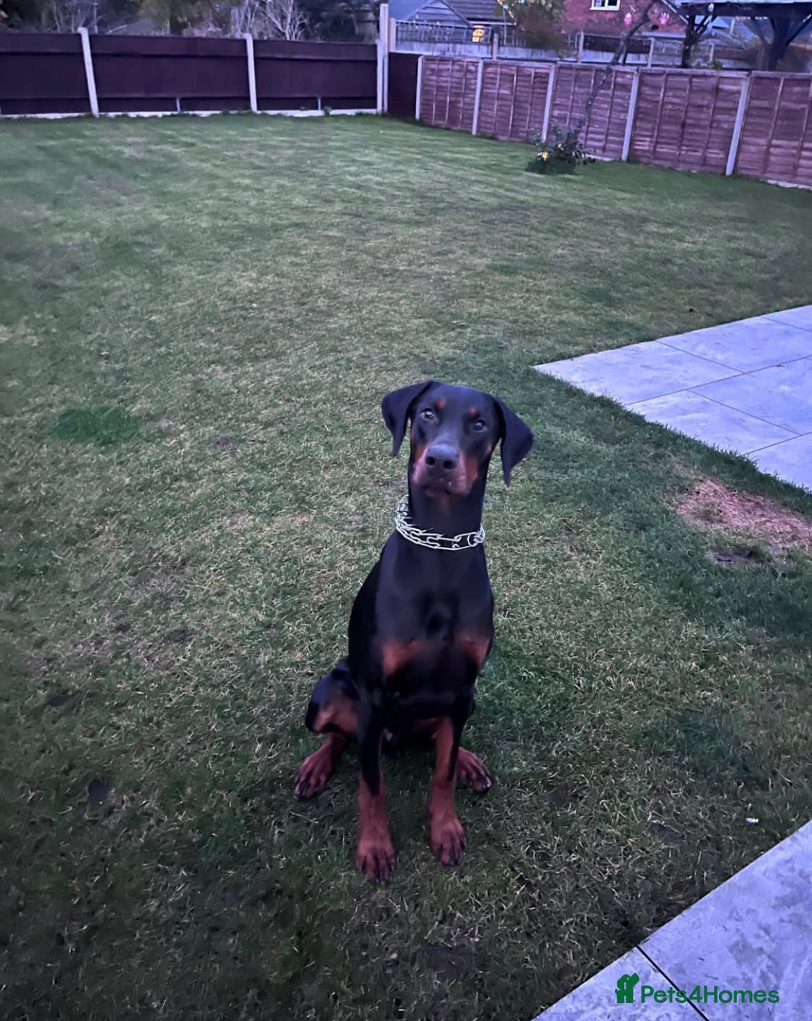 Dobermann dogs Male KC Registered Doberman For Stud - Advert 24