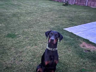 Dobermann dogs Male KC Registered Doberman For Stud - Advert 1