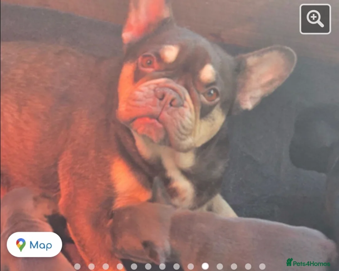 French Bulldog dogs for sale: french bulldog blue  - Advert 2