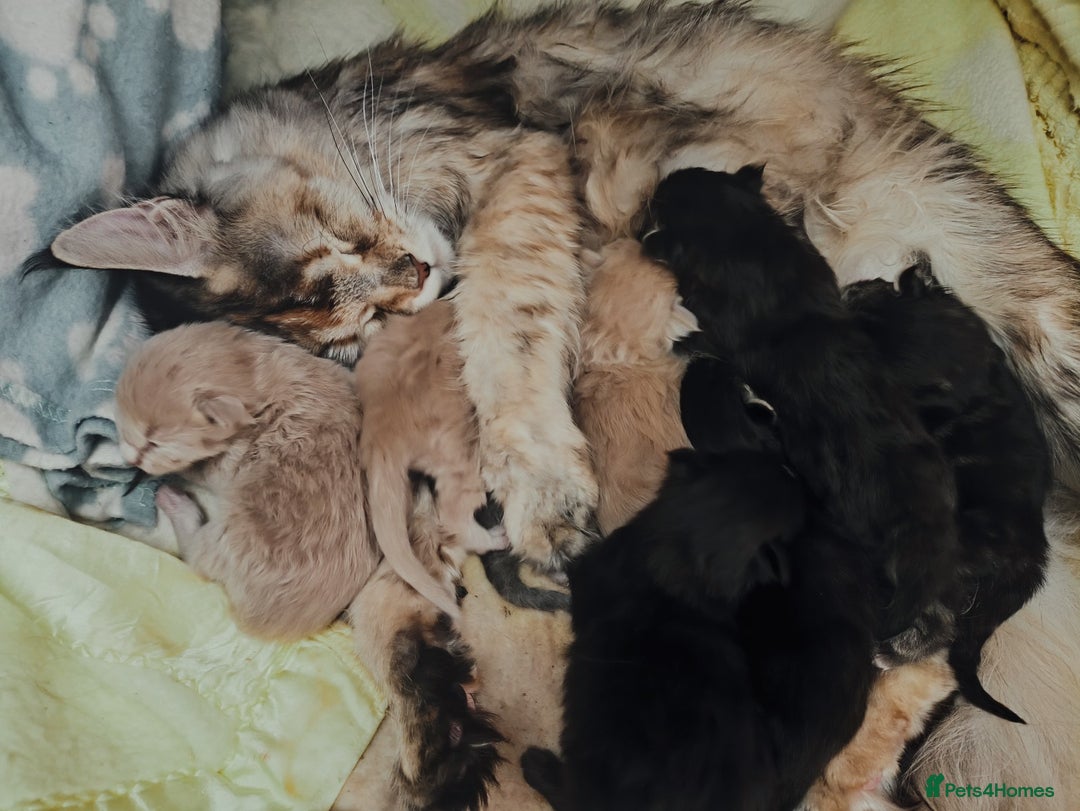 Maine Coon cats for sale: Maine coon kittens champion line DNA health tested - Advert 2