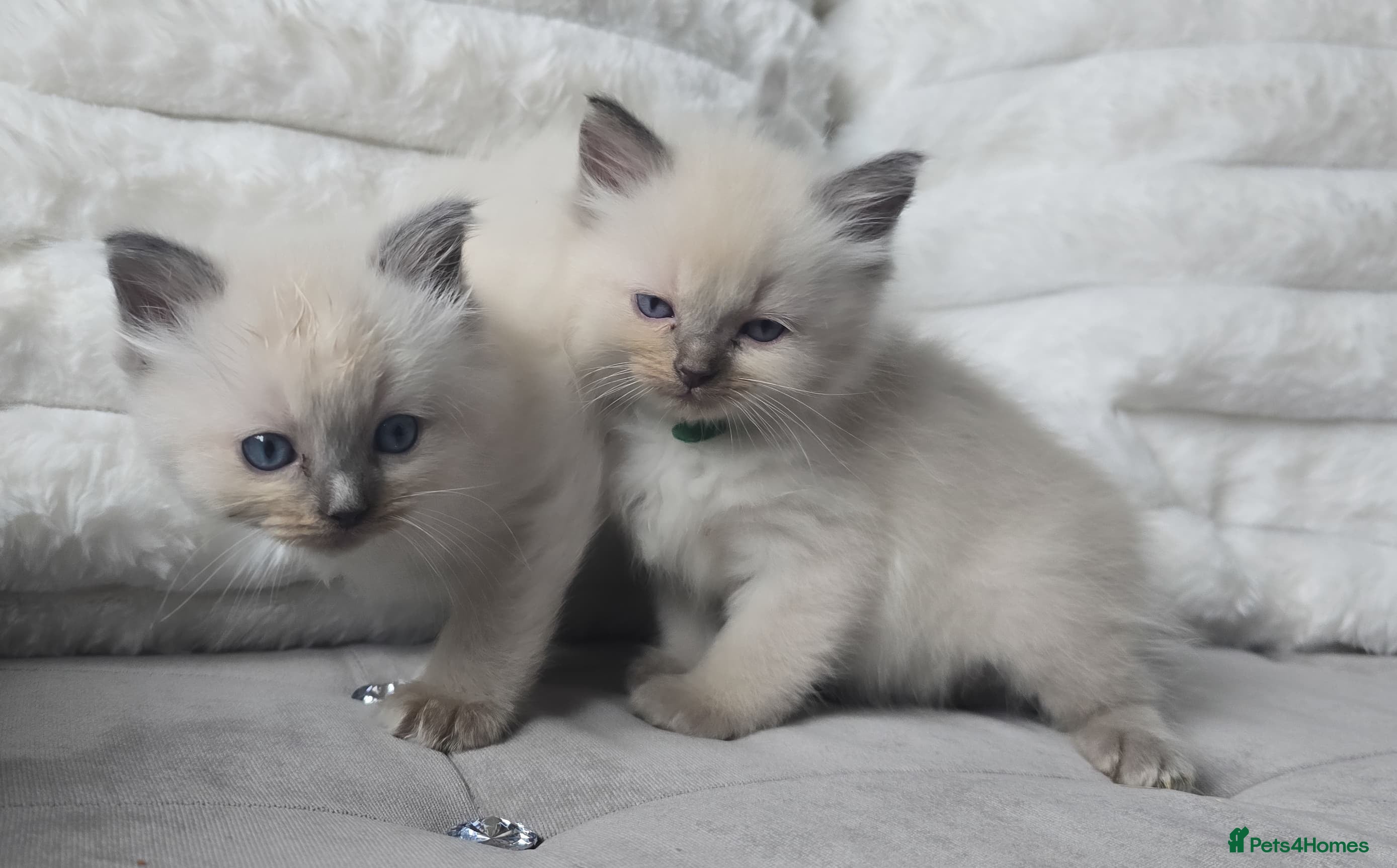 Ragdoll cats 5 beautiful ragdoll blue point kittens  - Advert 1