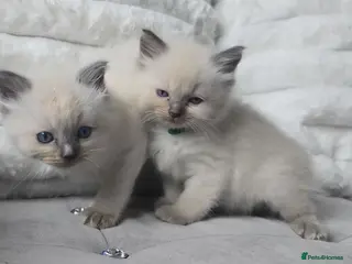 Ragdoll cats 5 beautiful ragdoll blue point kittens - Advert 1