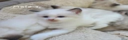 Ragdoll cats for sale: 🔹️🔹️🔹️Purebred Ragdoll kittens🔹️🔹️🔹️ - Advert 4
