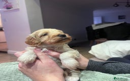 Cockapoo dogs for sale: F1B Cockapoo Puppies - Image 11