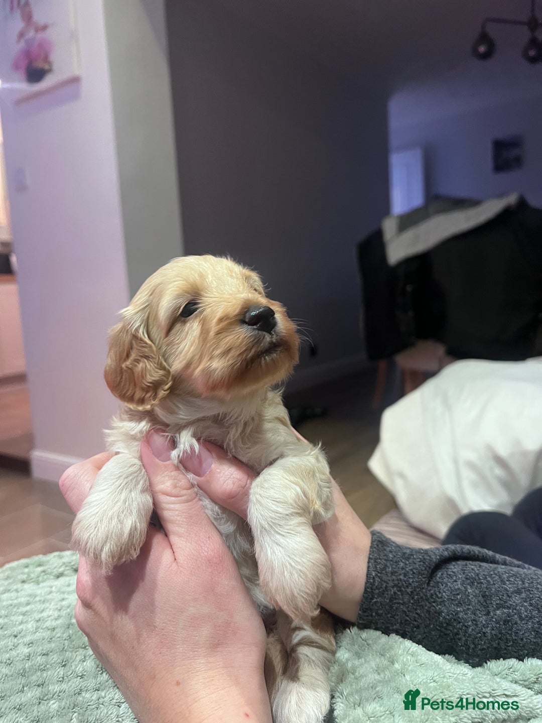 Cockapoo dogs for sale: F1B Cockapoo Puppies - Image 11