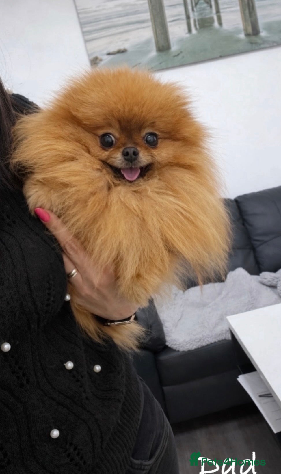 Pomeranian dogs 🐾Outstanding 🐻KC Registered  - Advert 2