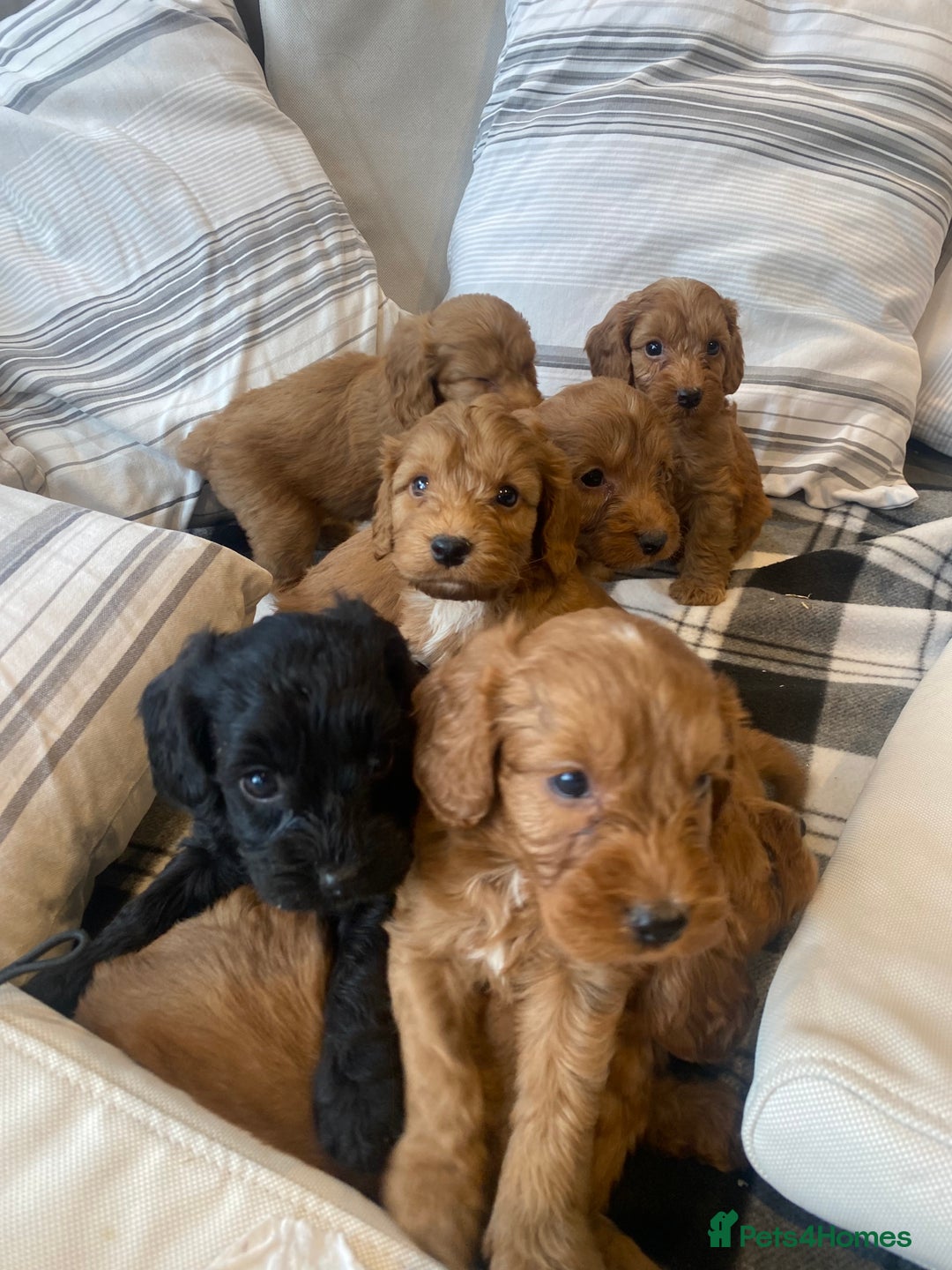 Mixed Breed dogs for sale: F1B Cockapoo puppies - Image 11